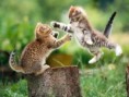 /album/fotogaleria-animales/images-1-jpg/